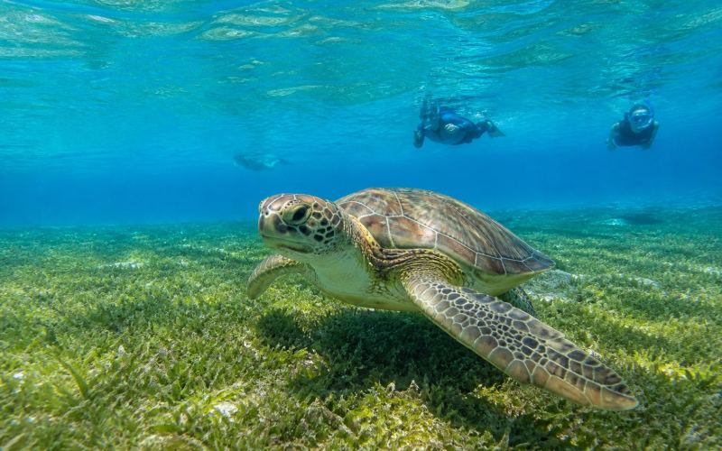 A sea turtle swims over a seagrass meadow in Abu Dabbab Bay, Marsa Alam