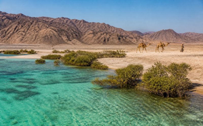 Mangrove lagoon, camels and mountains of Wadi el-Gemal National Park