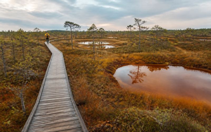 A wooden path among the bog lakes and Viru pines