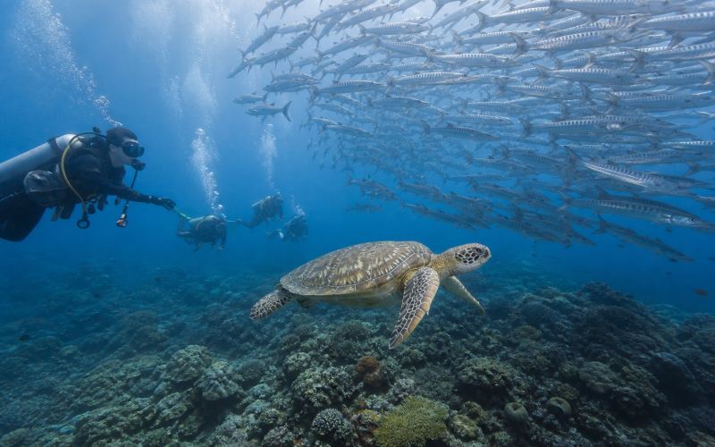 Дайверы наблюдают косяк барракуд и морскую черепаху у Сипадана