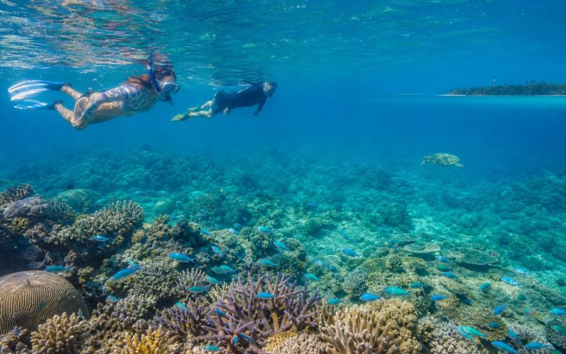 Snorkelers, a coral garden, and a sea turtle at Ukulhas's house reef
