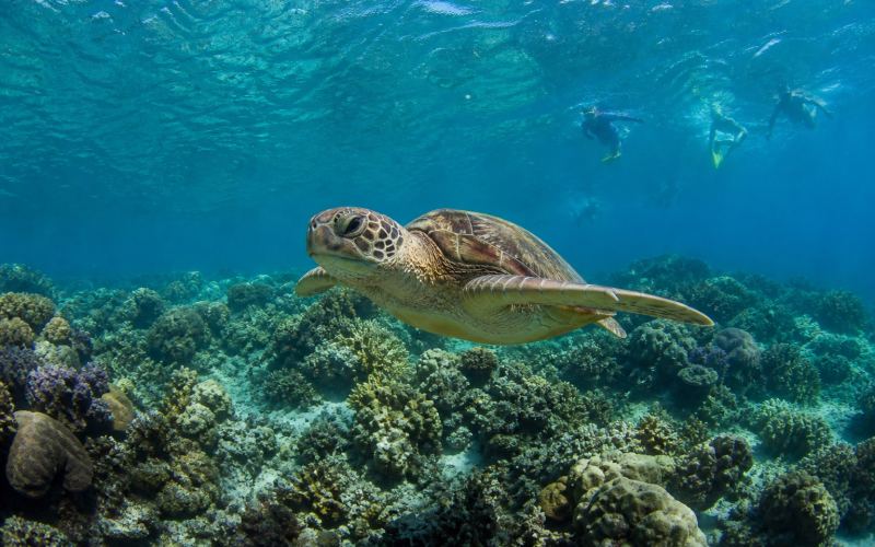 Морская черепаха над коралловым рифом у острова Апо рядом с Думагете
