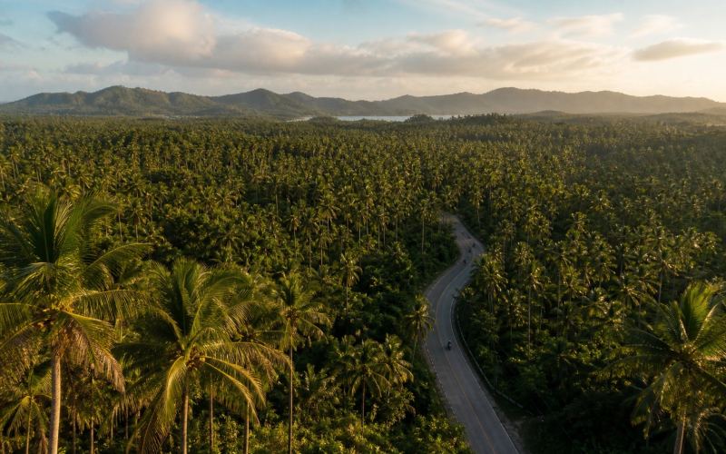 A winding road among coconut palms in the center of Siargao Island