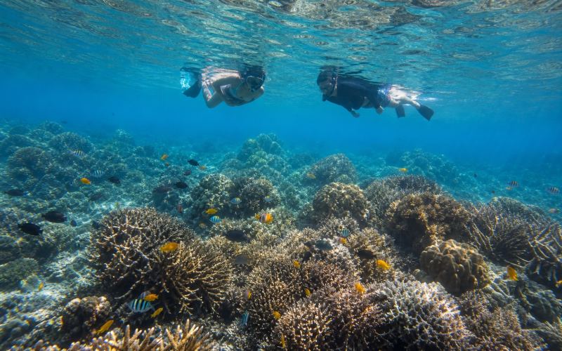 Снорклинг над коралловым садом морского заповедника Тубод на Сикихоре