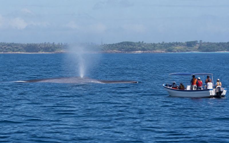 A blue whale appears near the surface during a diving excursion from Mirissa